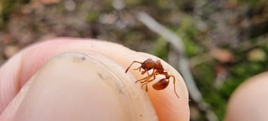 Myrmica sabuleti — colony photo 48