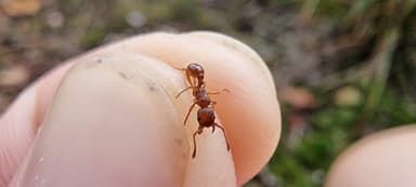 Myrmica sabuleti — colony photo 49