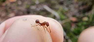 Myrmica sabuleti — colony photo 51