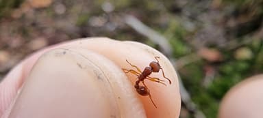 Myrmica sabuleti — colony photo 52