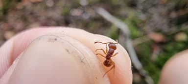 Myrmica sabuleti — colony photo 53
