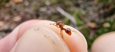 Myrmica sabuleti — colony photo 54
