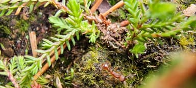 Myrmica sabuleti — colony photo 55