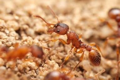 Myrmica sabuleti photo 56