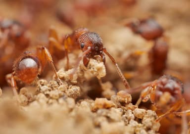 Myrmica sabuleti photo 57