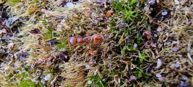 Myrmica sabuleti photo 58