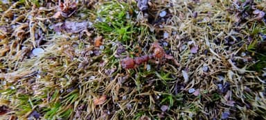 Myrmica sabuleti photo 60