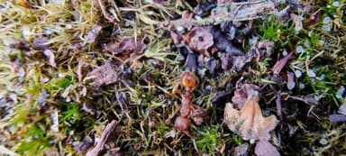 Myrmica sabuleti photo 61