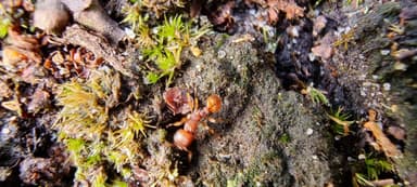 Myrmica sabuleti photo 62