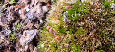 Myrmica sabuleti photo 64