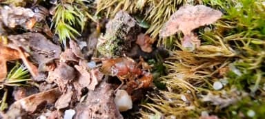 Myrmica sabuleti photo 66