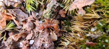 Myrmica sabuleti photo 67