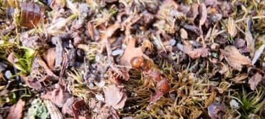 Myrmica sabuleti photo 68