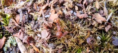 Myrmica sabuleti photo 69
