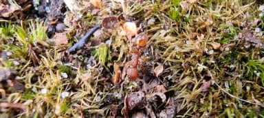 Myrmica sabuleti photo 70