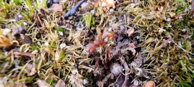 Myrmica sabuleti photo 71