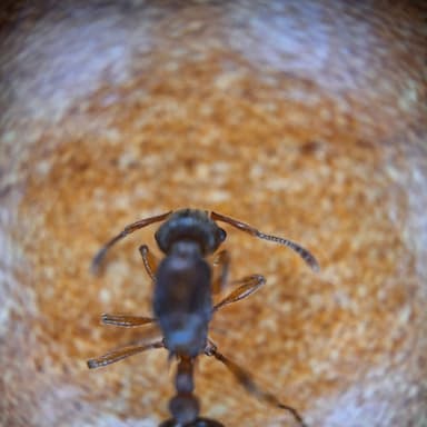 Myrmica sabuleti photo 74
