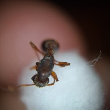 Myrmica sabuleti photo 76