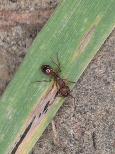 Myrmica sabuleti — worker photo 77