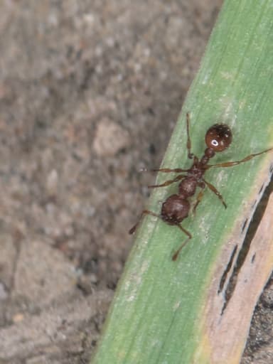 Myrmica sabuleti — worker photo 78