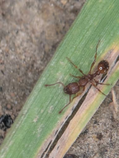 Myrmica sabuleti — worker photo 79