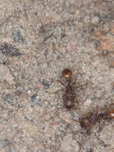 Myrmica sabuleti — worker photo 80