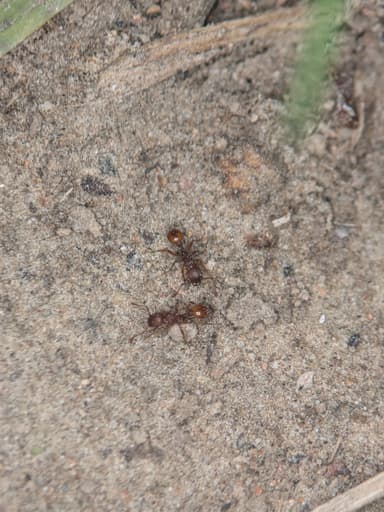 Myrmica sabuleti — worker photo 81