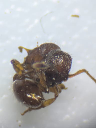 Myrmica sabuleti — worker photo 83