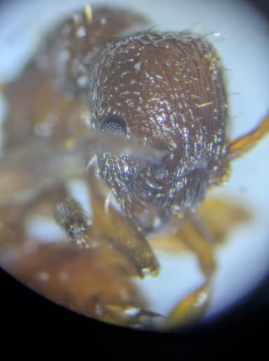 Myrmica sabuleti — worker photo 84