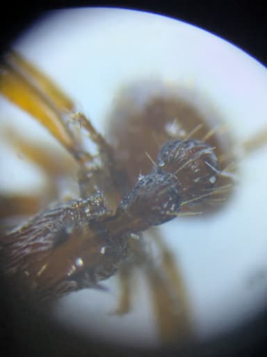 Myrmica sabuleti — worker photo 85