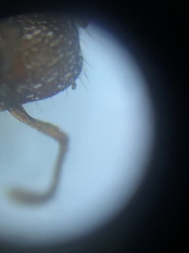 Myrmica sabuleti — worker photo 86