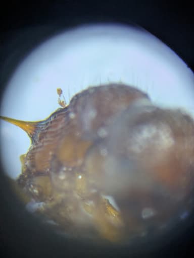 Myrmica sabuleti — worker photo 87