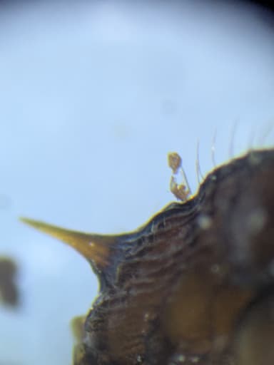 Myrmica sabuleti — worker photo 88