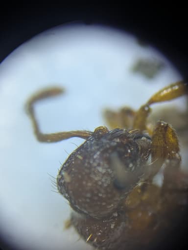 Myrmica sabuleti — worker photo 89