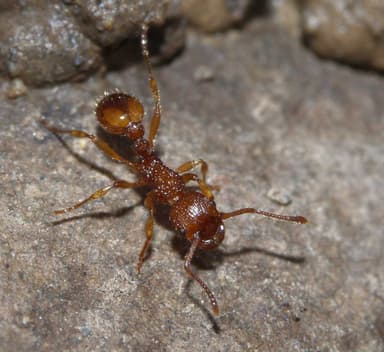 Myrmica sabuleti photo 1