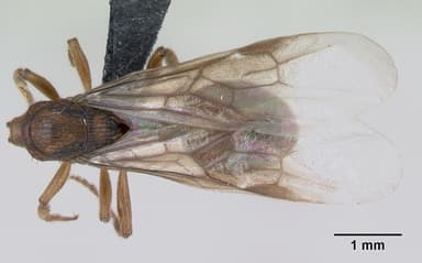 Myrmica sabuleti — queen photo 6