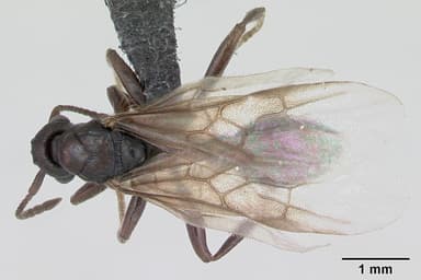 Myrmica sabuleti — queen photo 7