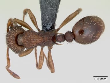 Myrmica sabuleti — queen photo 9
