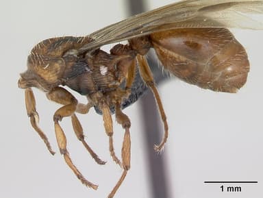 Myrmica sabuleti — queen photo 10