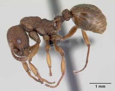 Myrmica sabuleti — queen photo 12