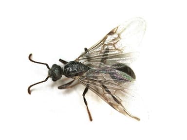 Myrmica sabuleti photo 15