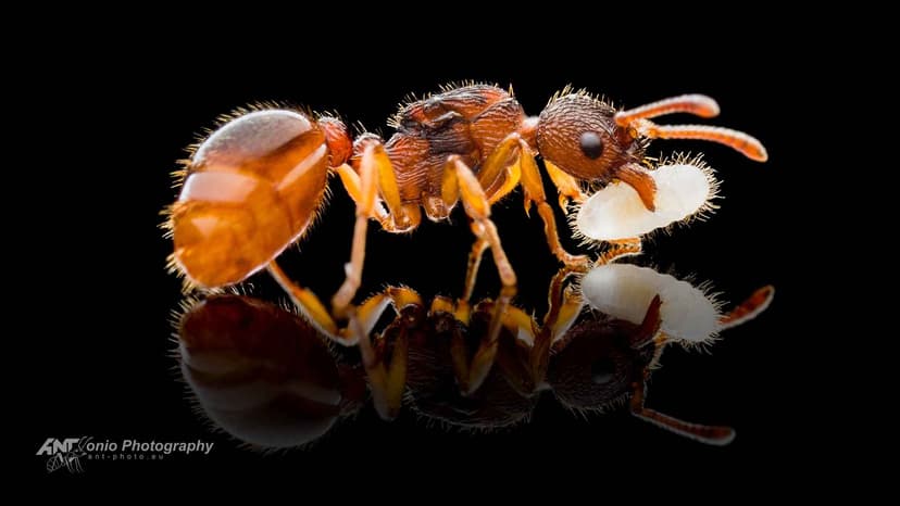 Myrmica scabrinodis photo 1