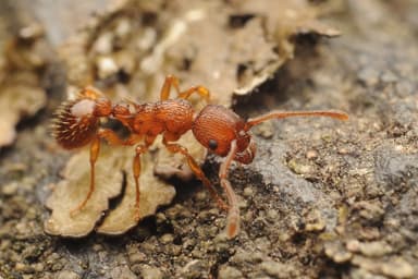 Myrmica scabrinodis photo 61
