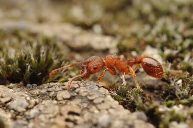 Myrmica scabrinodis photo 62