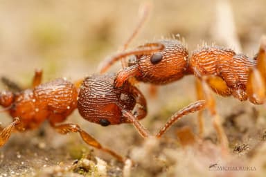 Myrmica scabrinodis photo 63
