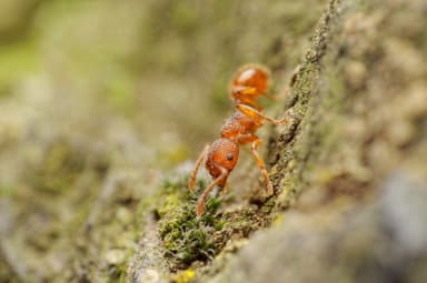 Myrmica scabrinodis photo 64