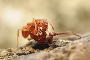 Myrmica scabrinodis photo 65