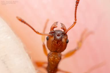 Myrmica scabrinodis photo 18
