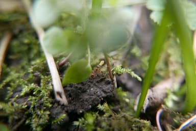 Myrmica scabrinodis photo 22