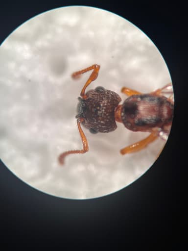 Myrmica scabrinodis photo 23